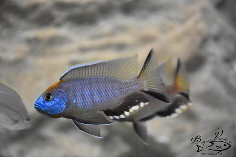 Nyassachromis prostoma 'Gome'